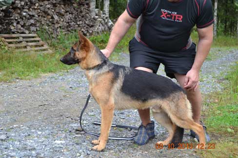Platinumshepherd-�rak (30K)