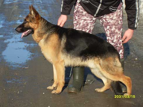 Platinumshepherd Ulk